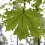 maple leaf jpeg